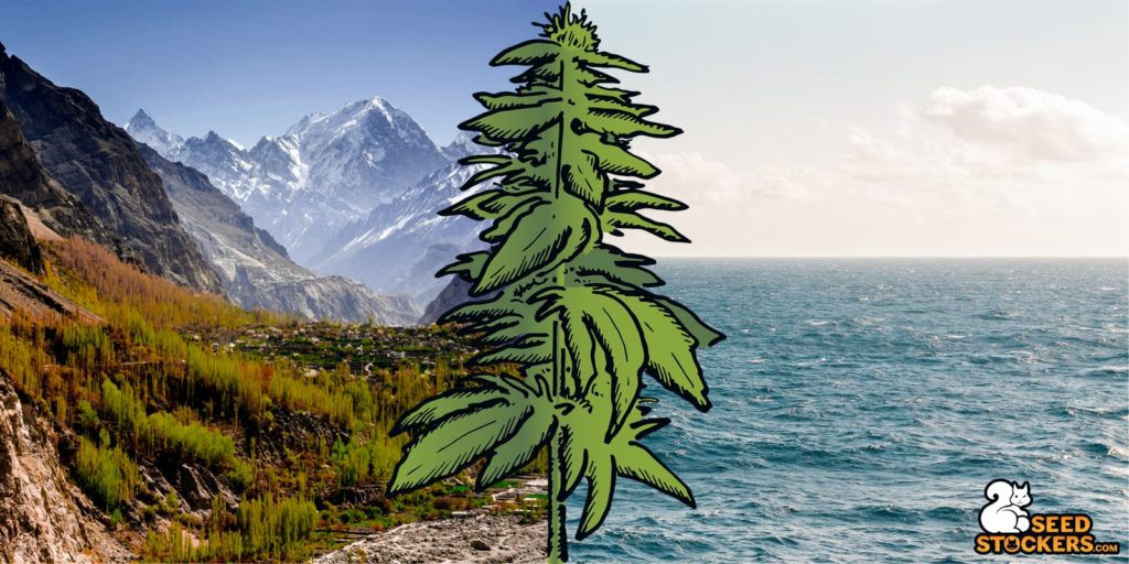 og kush mountains ocean og kush mountains ocean