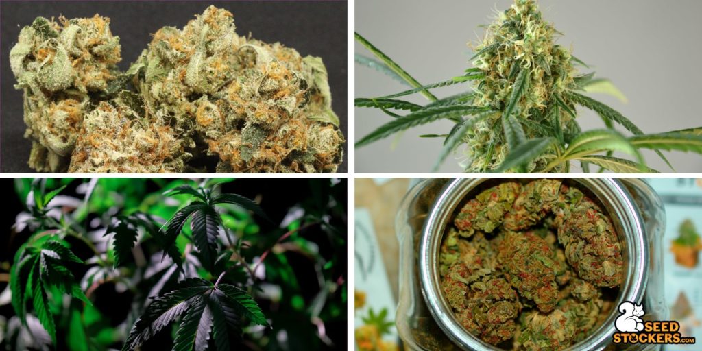 seedstockers og varieties seedstockers og varieties