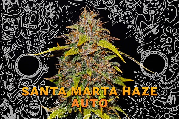 Autoflowers cannabis cup