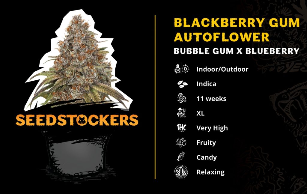 Blackberry-Gum-Seedstockers Blackberry-Gum-Seedstockers