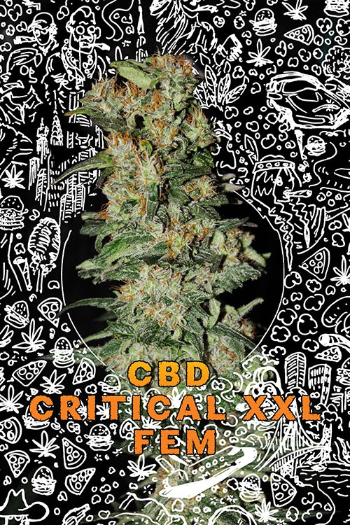 CBD cannabis cup