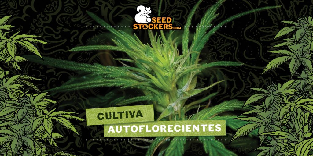 Cultiva-Autoflorecientes