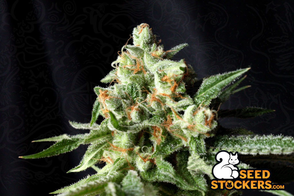 Super Skunk Feminizzata