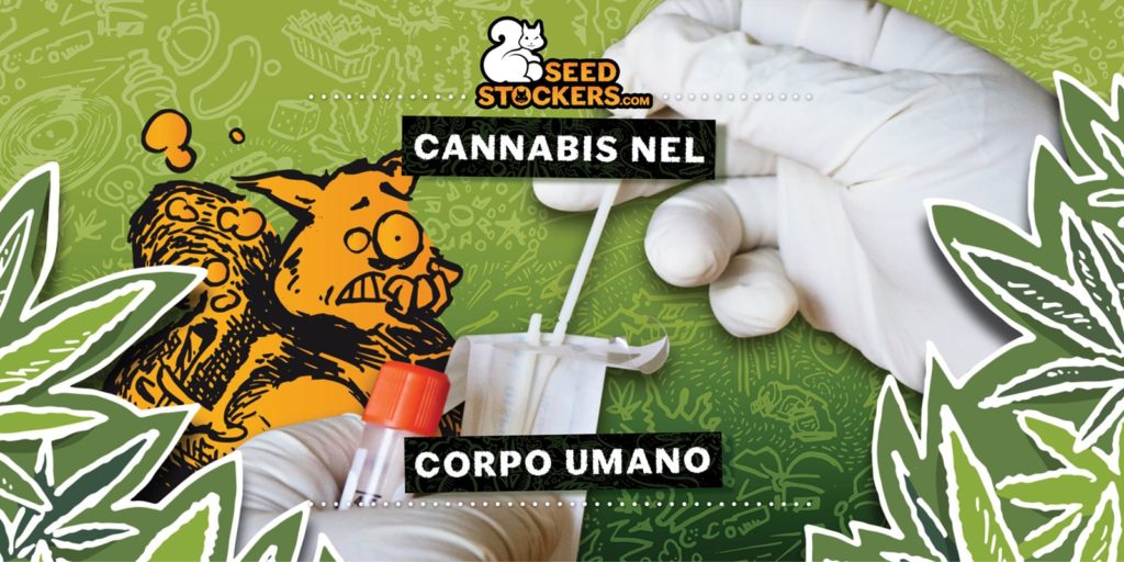 cannabis nel corpo umano