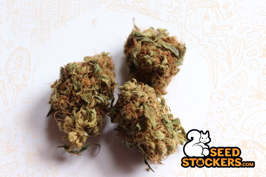 germogli di marijuana germogli di marijuana
