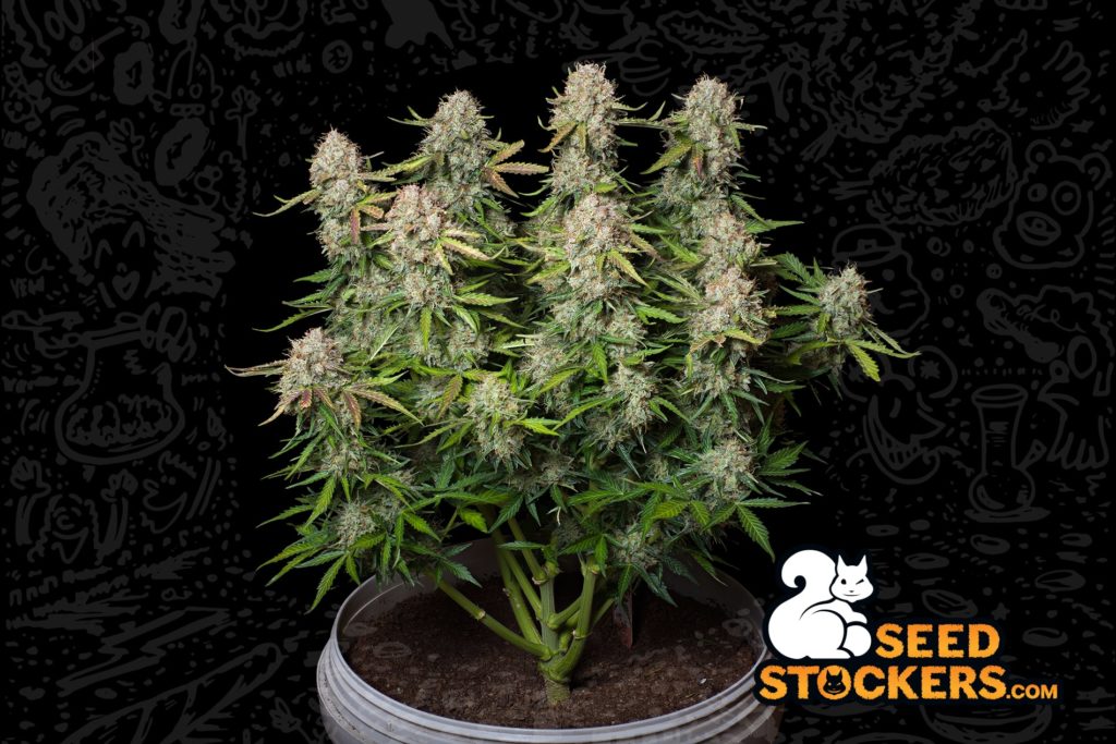 White widow auto