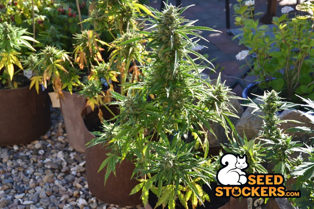 black-gum-auto-outdoor