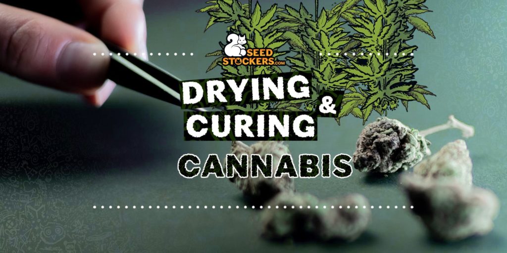 guide-on-drying-curing-cannabis