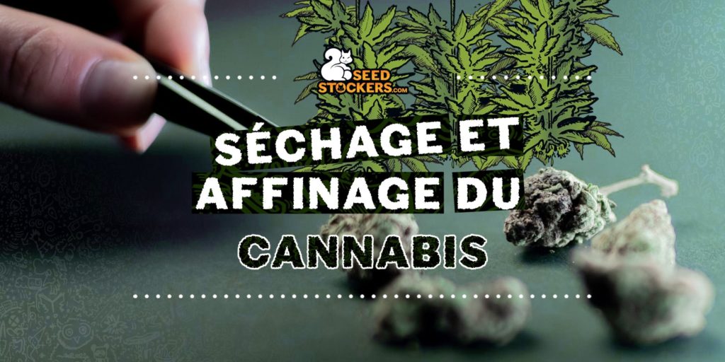 sechage et affinage du cannabis
