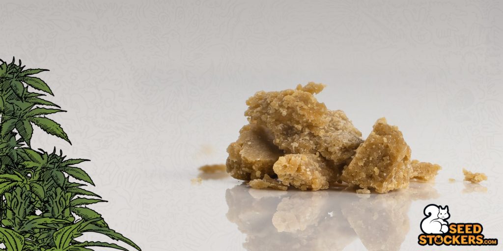 coltivare marijuana coltivare marijuana