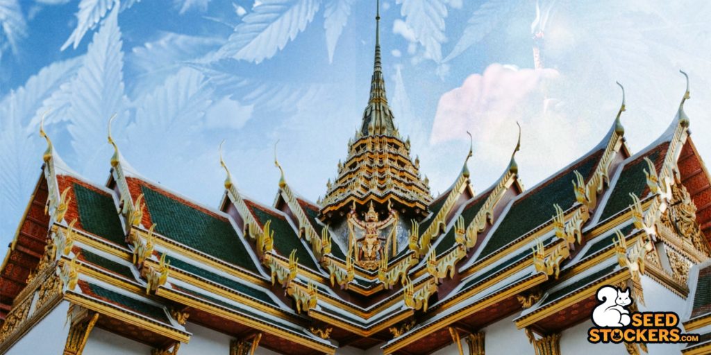 tailandia-cannabis tailandia-cannabis