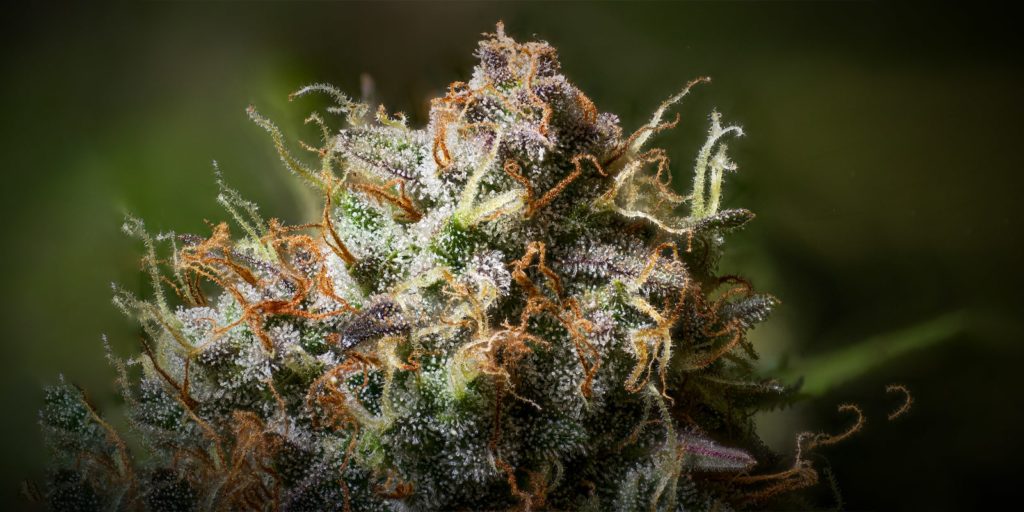 white widow autoflower buds