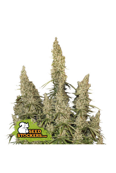 auto white widow