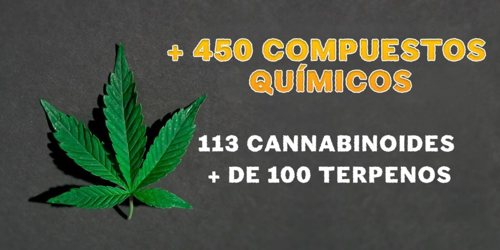 cannabinoides