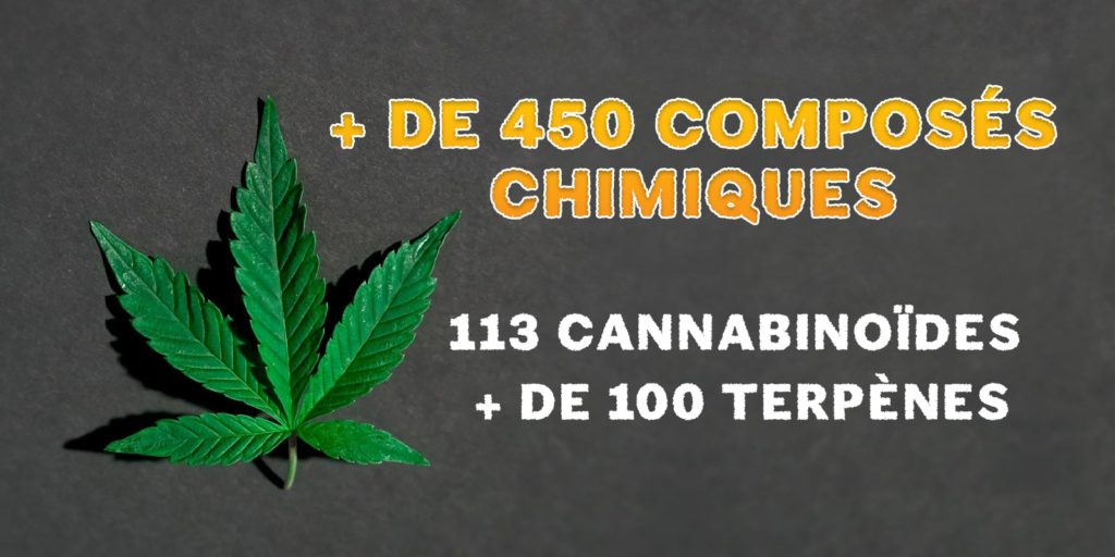 cannabinoides