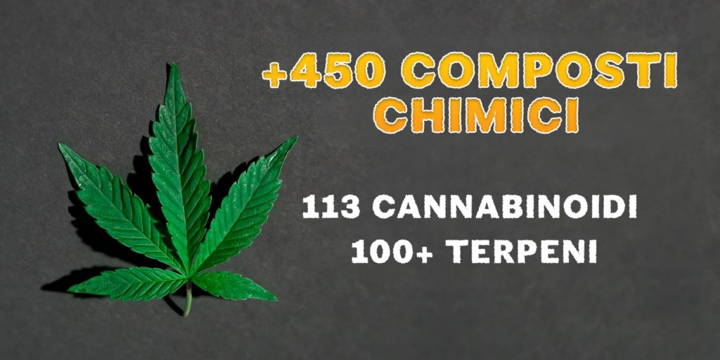 cannabinoidi