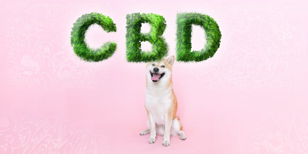 CBD per gli animali domestici