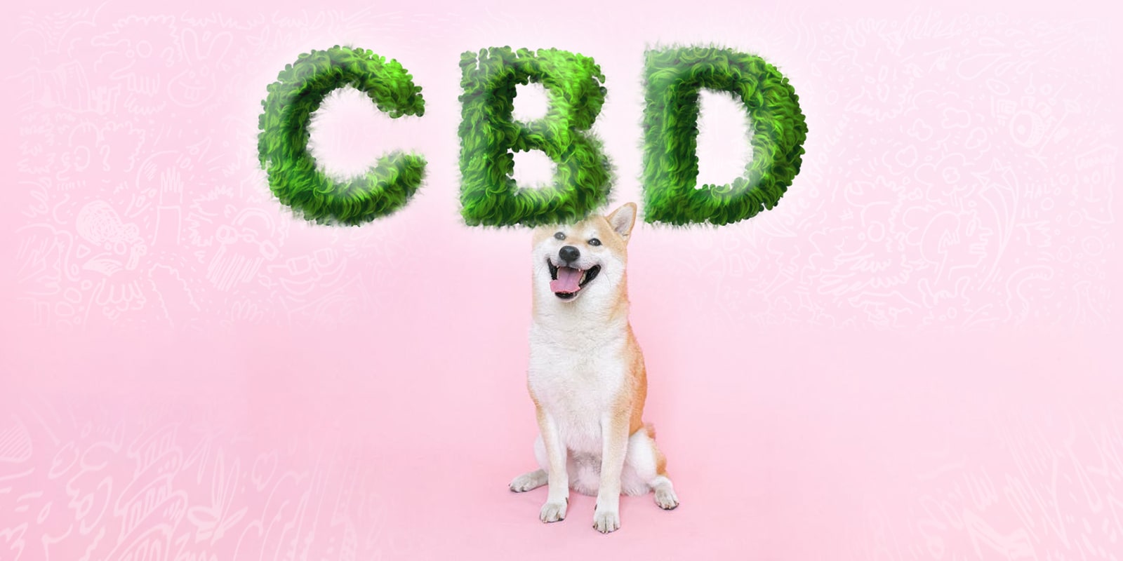 CBD per gli animali domestici: Cos’è e come usarlo