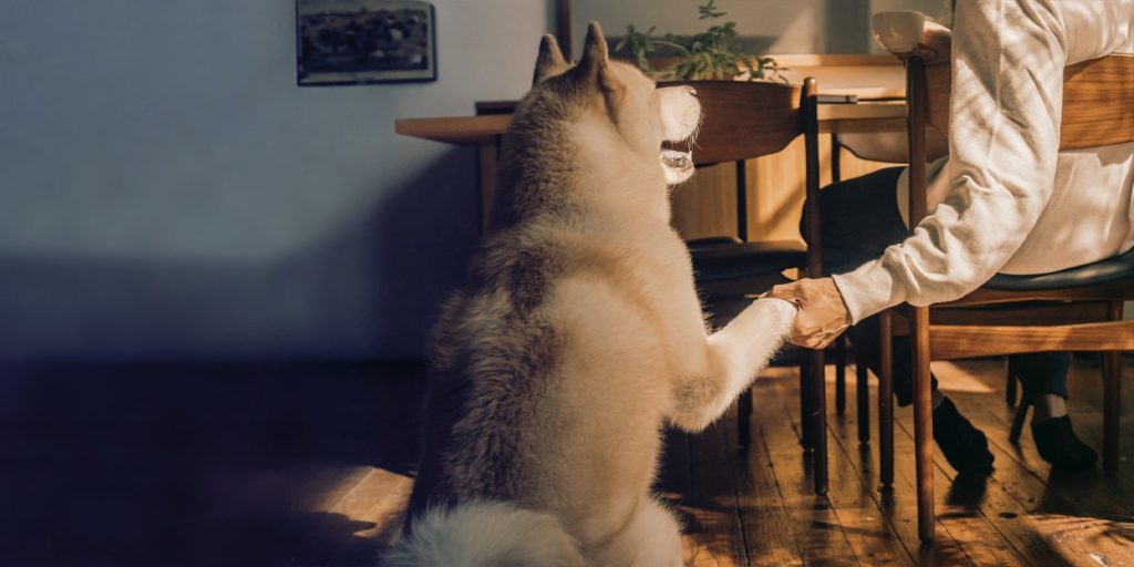 cbd animali domestici cani
