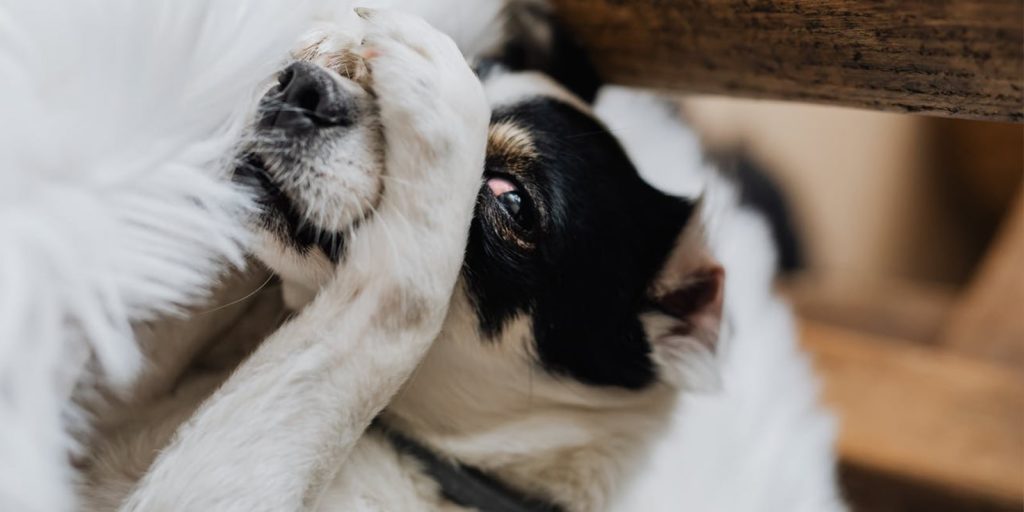 cbd animali domestici cani