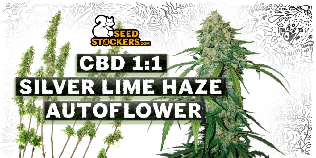 silver_lime_haze_1-1