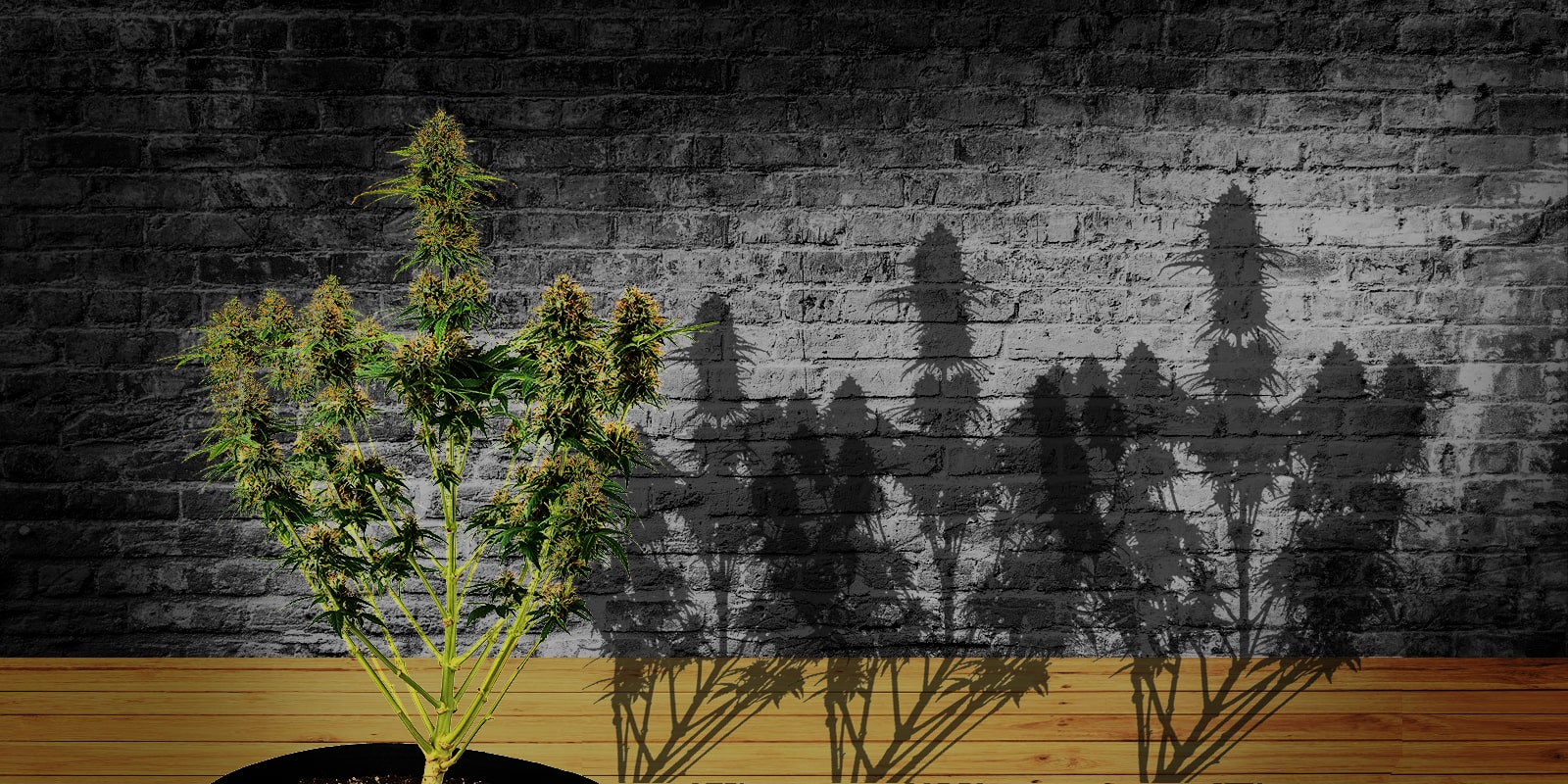How to take cuttings from cannabis plants, for beginners