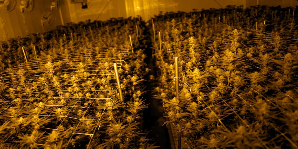 Why work with cannabis cuttings?