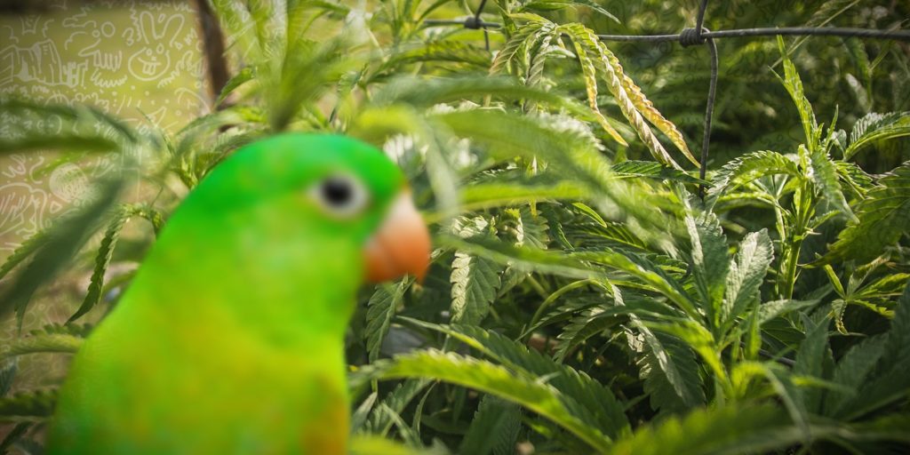 costa-rica-vota-la-despenalizzazione-della-marijuana
