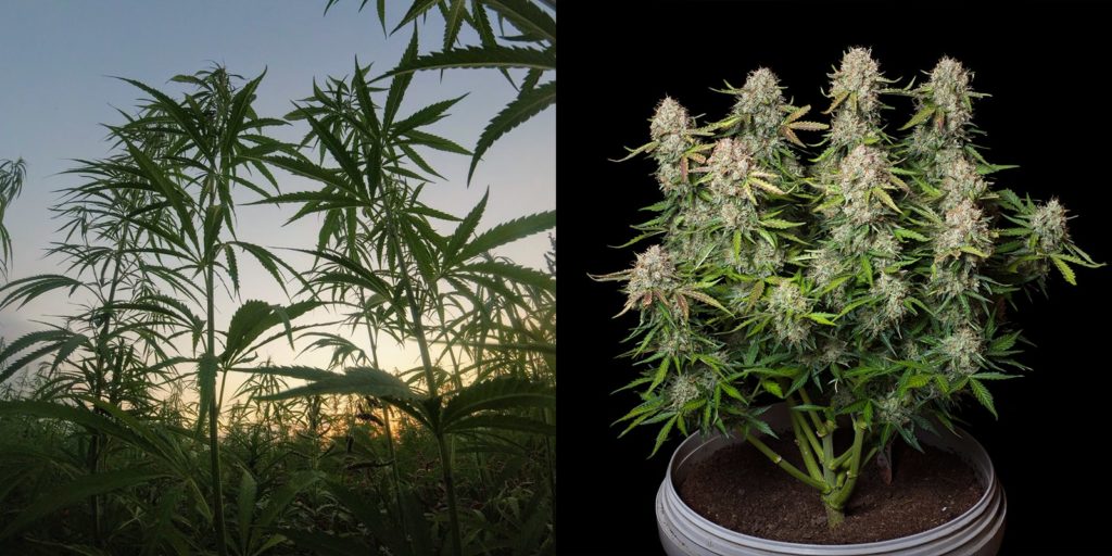 Usi della marijuana