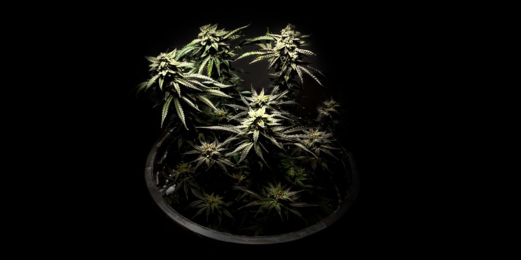 amnesia auto