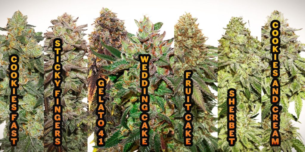 Cookies varieties from Seedstockers