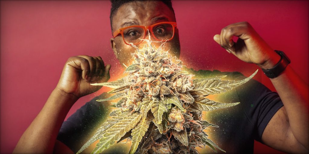 Come incrementare dei terpeni nella cannabis