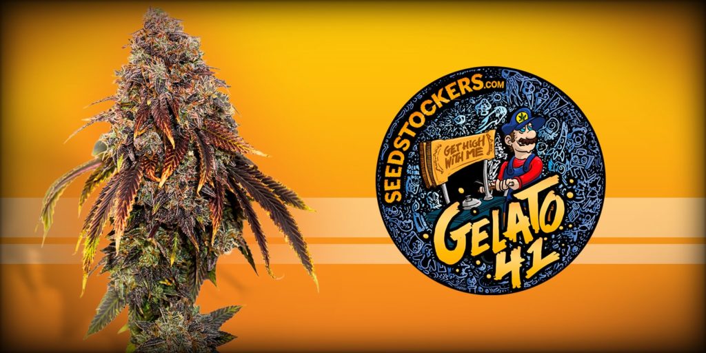 Gelato 41 FEM