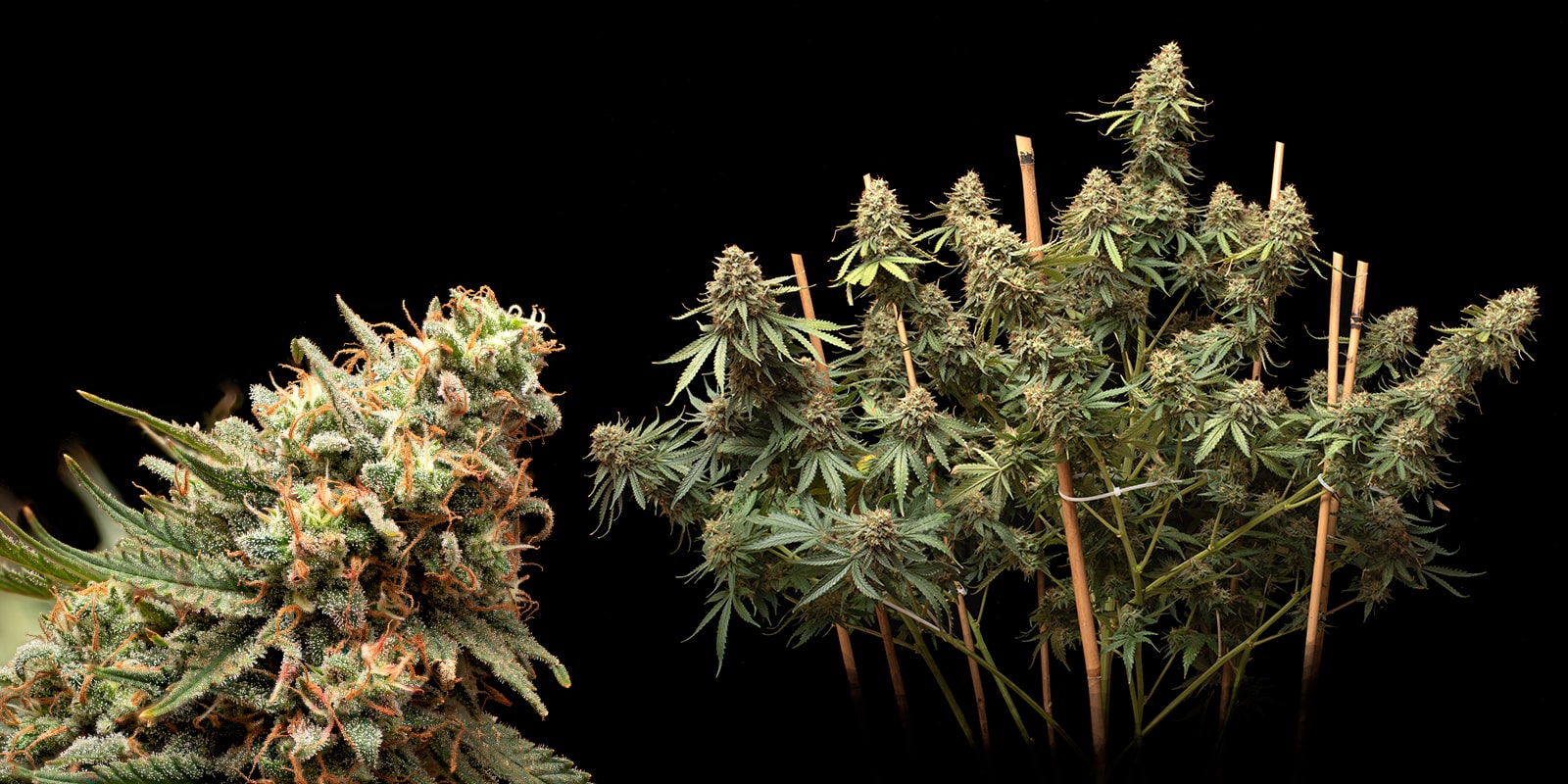 Coltivare marijuana per principianti: Come scegliere le varietà di cannabis migliori