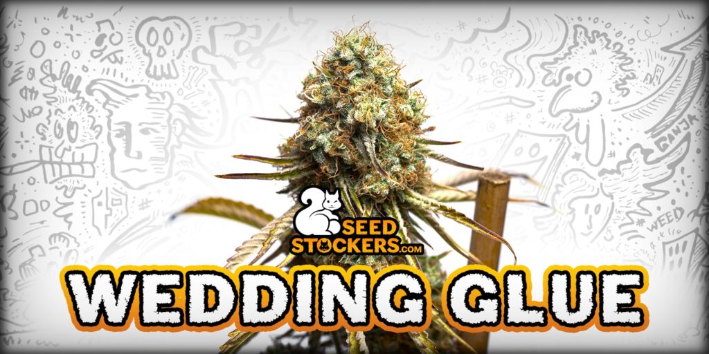wedding glue