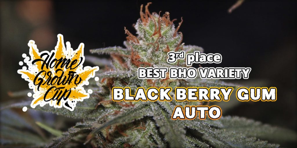blackberry gum auto