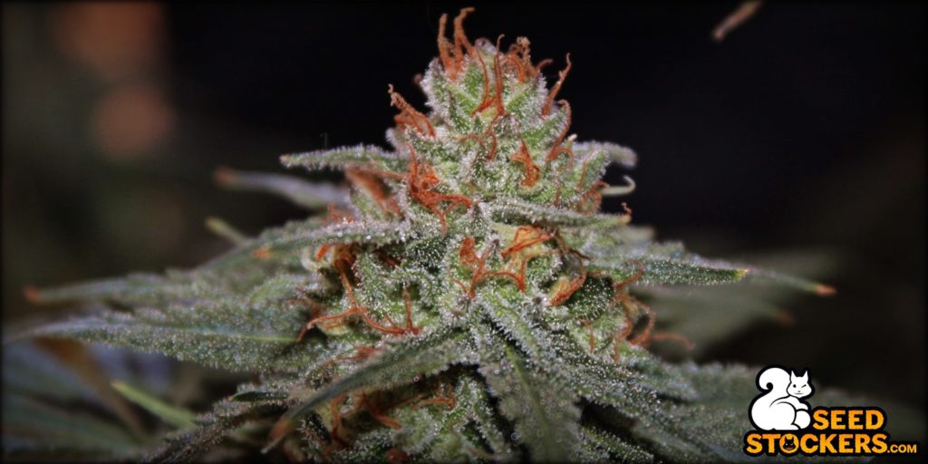 Blackberry_Gum_Auto