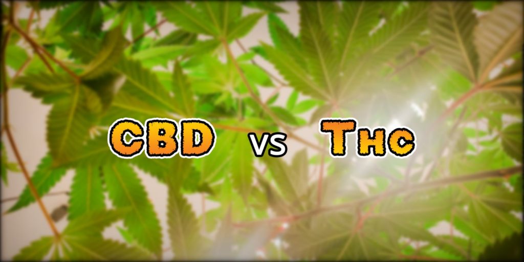 CBD vs THC