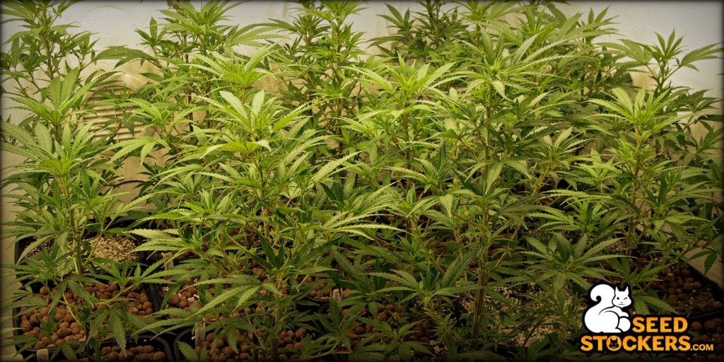 sog grow