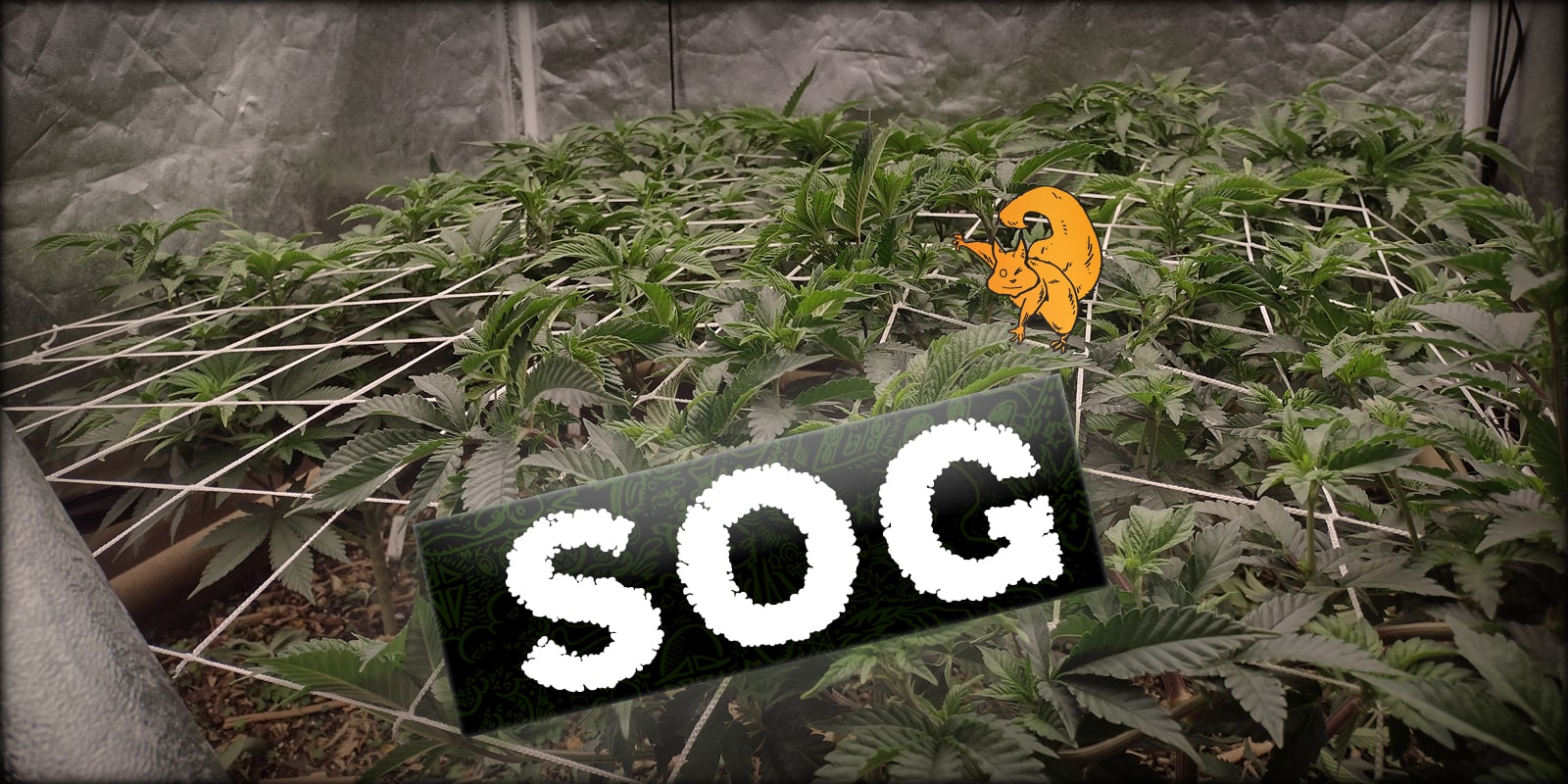 Guida per principianti al metodo SOG (Sea of Green) di coltivazione