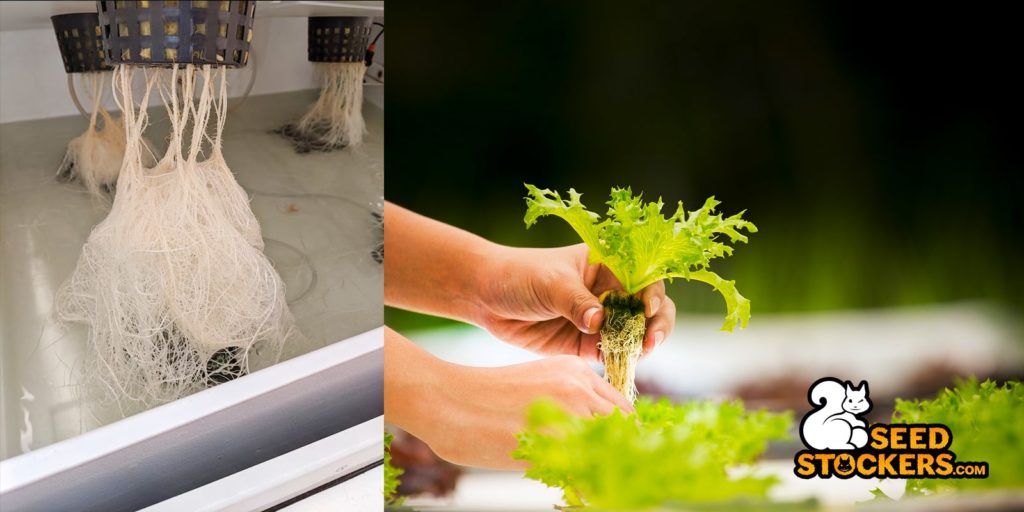 Speed_up_harvest_hydroponic