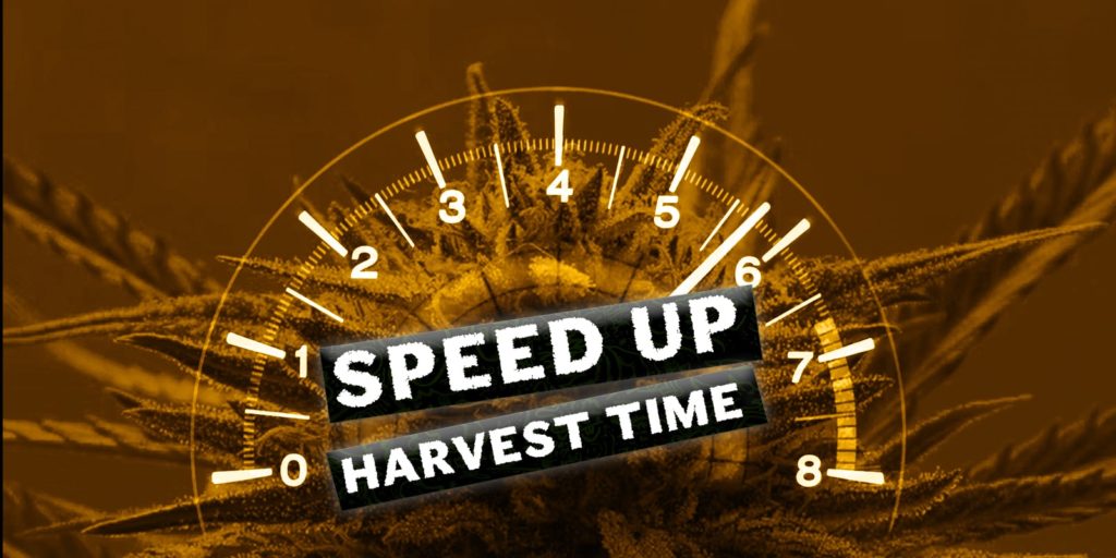 Come coltivare cannabis più velocemente