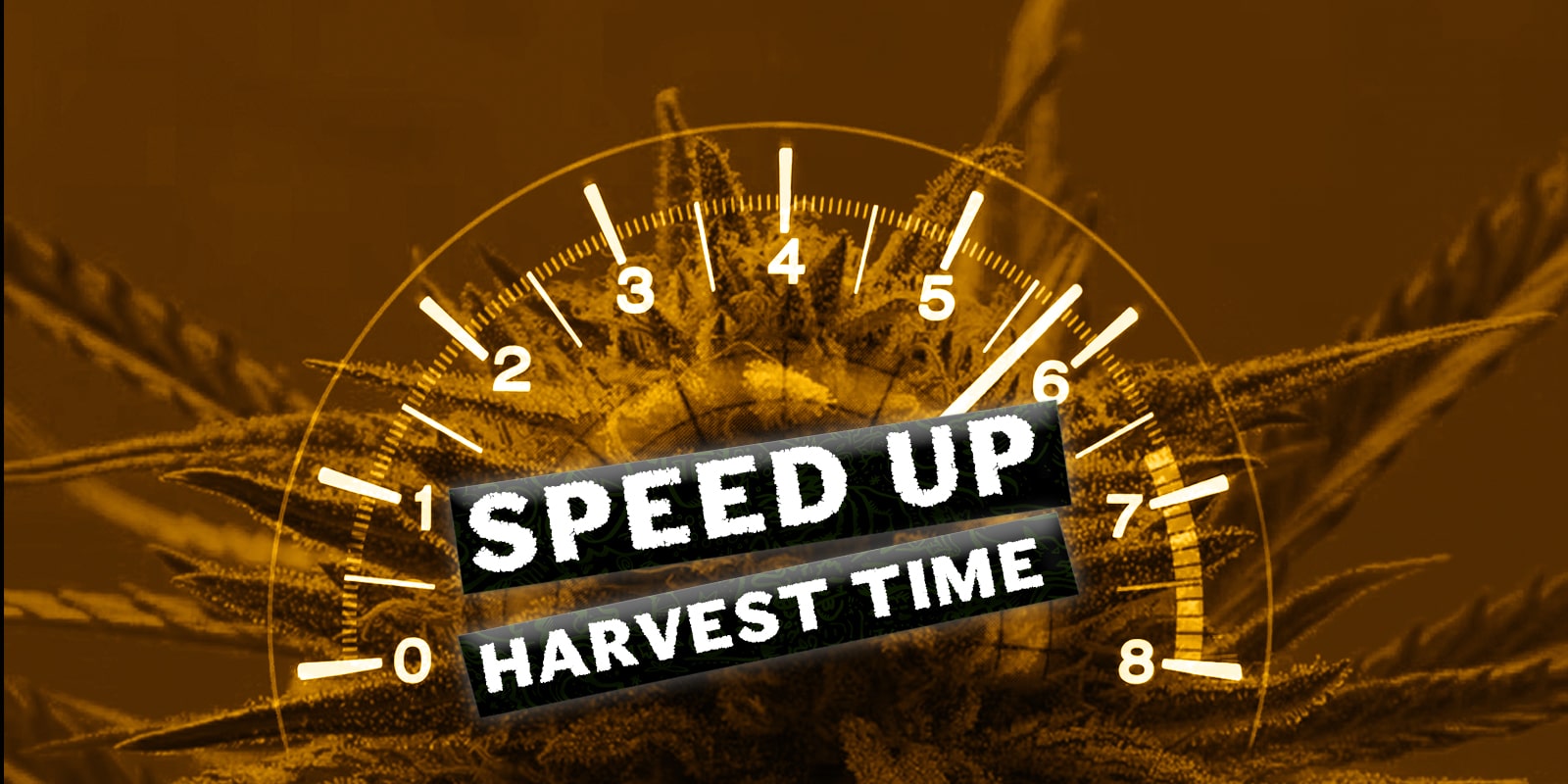 Qual è il modo migliore per coltivare la cannabis più velocemente ed accelerare i tempi di raccolta?