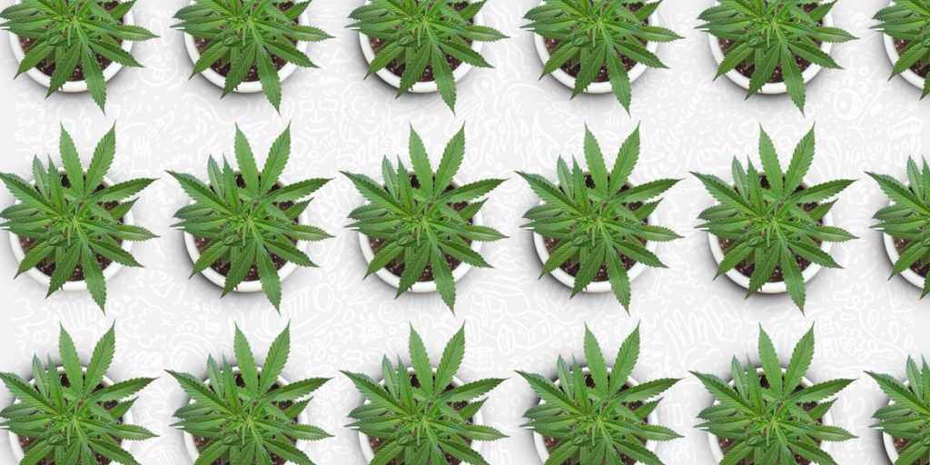 pianta-cannabis