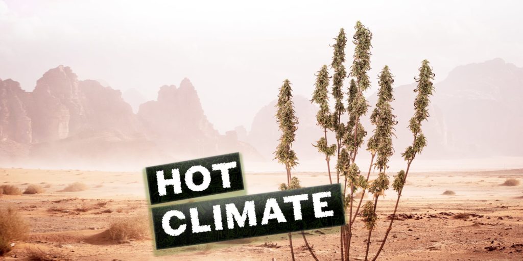 best cannabis strains for warm climates