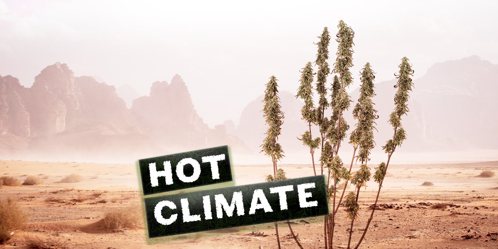 Le varietà di cannabis migliori da coltivare in un clima caldo
