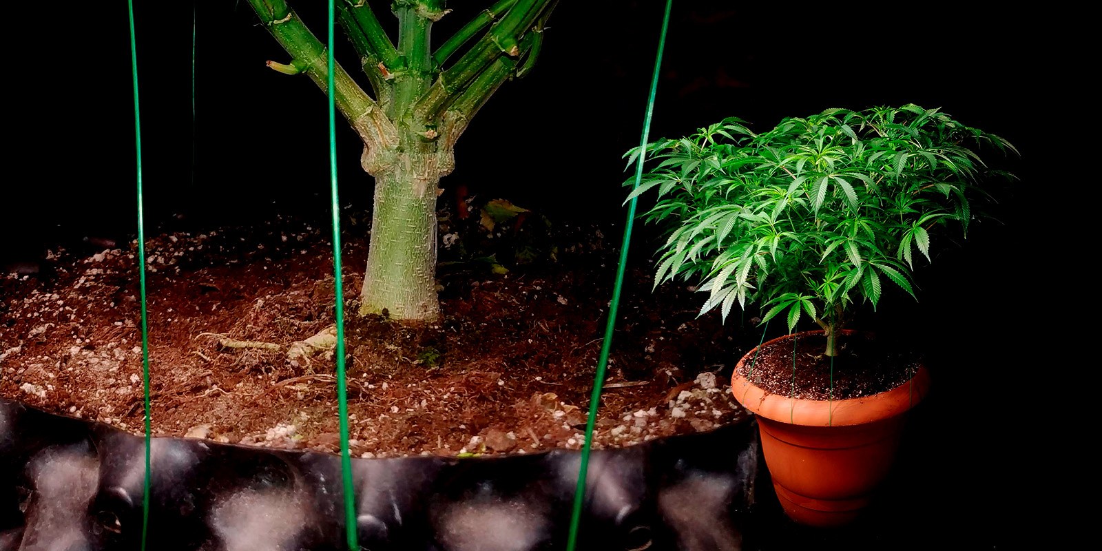 Low-Stress-Training-(LST)-on-cannabis-to-maximize-yields