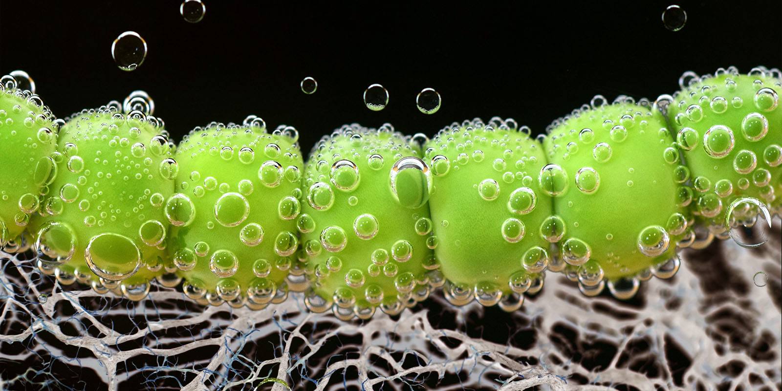 Tricoderma: perché è utile nella coltivazione della cannabis?