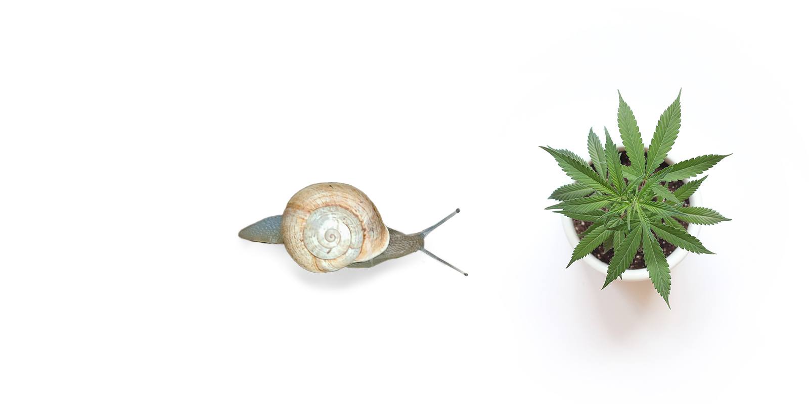 How to protect outdoor cannabis plants from animals