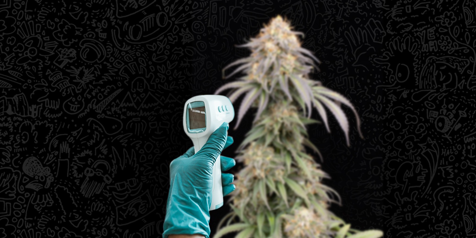 Come proteggere le piante di cannabis dallo stress da calore